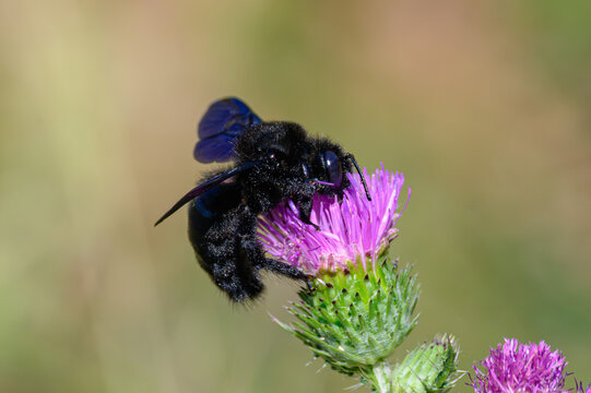 Carpenter Bee (Xylocopa sp.) Feeding on a Purple Thistle Flower