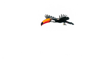 toucan in flight © Agata Carr