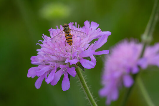 Marmalade Hoverfly feeding from Field Scabious flower, England, UK.