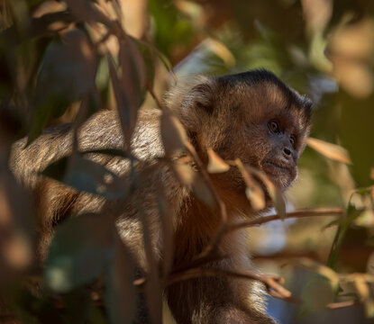 capuchin monkey in the tree