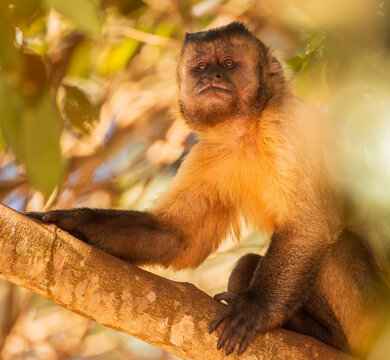 capuchin monkey in the tree