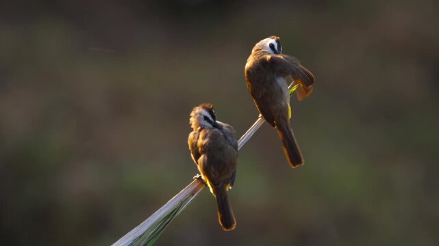 Two yellow-vented bulbul birds perching and preening feathers on branch in golden light backlighting at sunset close up