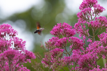 Obraz premium Hummingbird Hawkmoth feeding off Red Valerian during Summer. England, UK