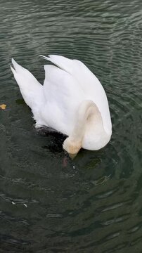 White mute swan scratching its head with webbed foot and vigorously shaking water off