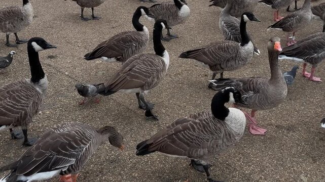 Flock of hungry Canada geese gathered on park pavement waiting expectantly to be fed
