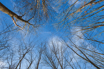 worm's eye view of winter deep blue sky with clouds and treetops in woods © Sandy Ashley