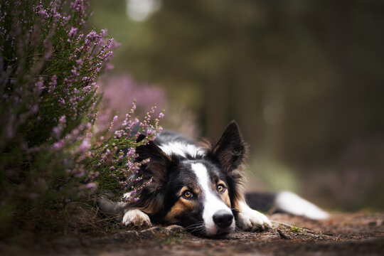 border collie puppy