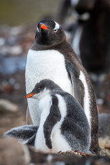 Gentoo penguin chick nuzzling against parent's chest © Georg