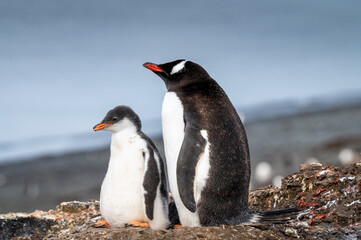 Gentoo penguin and chick standing against blue sky © Georg