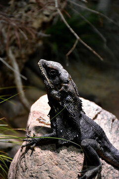  Black frilled lizard sitting on a stone looking up in a terrarium.