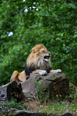 An angry lion roaring while sitting on a large rock at the zoo © Cengiz Photography