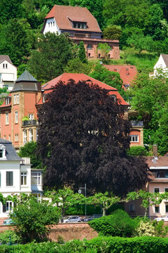 Large dark-leaved copper beech tree standing in front of a historic red building and green hills
