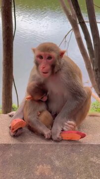 Mother Monkey Sitting with Baby and Eating Sweet Potato