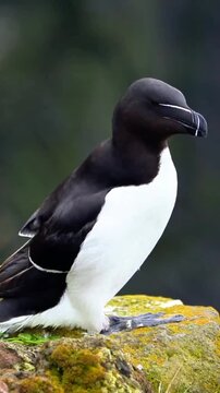 Razorbill Seabird Perched on Mossy Cliff Edge Close Up Shot