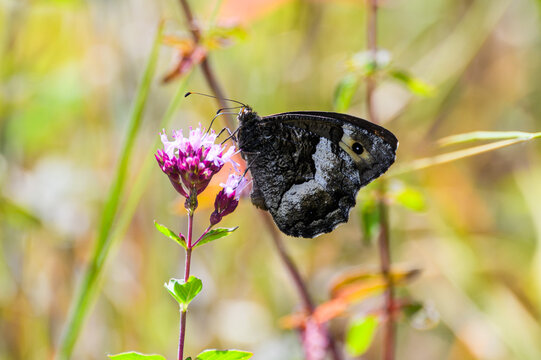 Rock Grayling (Hipparchia alcyone) Feeding on a Wildflower