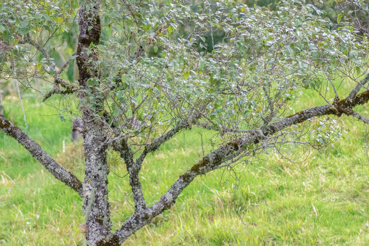The branches and foliage of an alder tree covered
