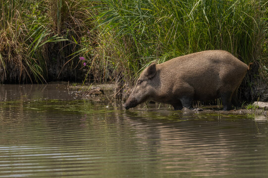 Wild boar female (Sus scrofa) approaches water in natural environment