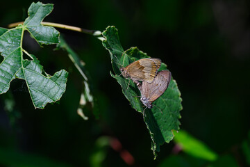 Meadow Brown Butterflies (Maniola jurtina) Mating on a Leaf © Dominik