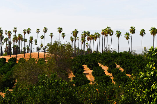 Rows of citrus trees and tall palms spread across a green orchard in Riverside, California, with hazy mountains rising in the distance.