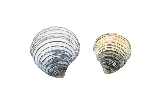 Two cool-toned seashells on a transparent background PNG 