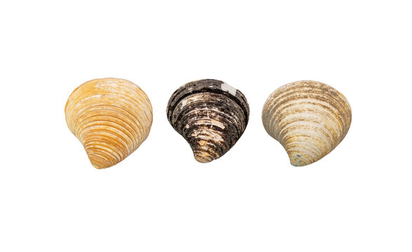 Three Seashells on a transparent background PNG 