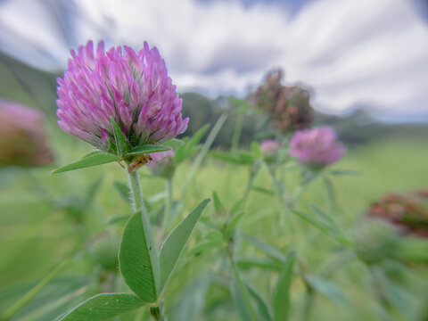 A red clover flower with an insect under it