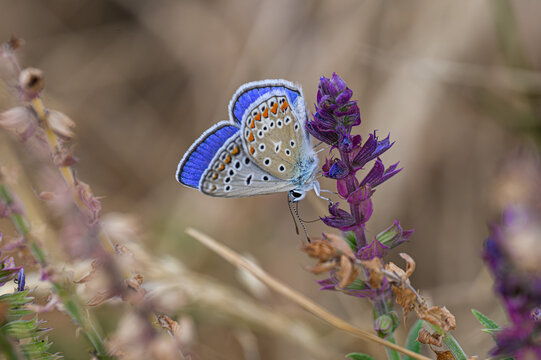 Common Blue Butterfly (Polyommatus icarus) Resting on a Purple Wildflower