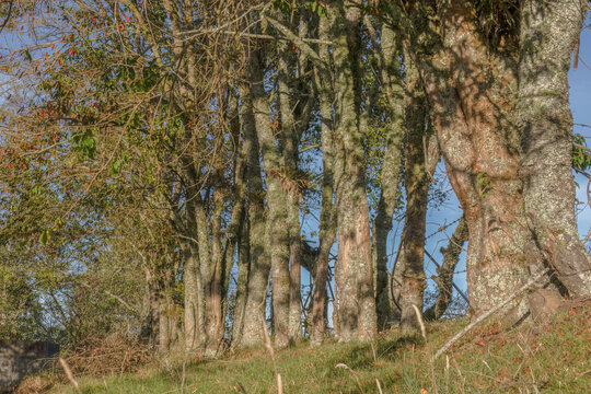 A line of magenta lilly pilly trees
