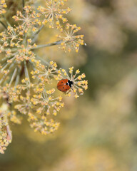 Ladybug On Fennel Plant © Kimberly