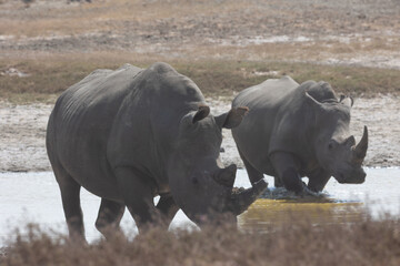 rhino in the wild © Jordy Blokland