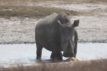 rhino in water © Jordy Blokland
