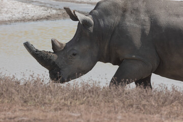 rhino in the wild © Jordy Blokland