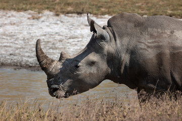 rhino in the wild © Jordy Blokland