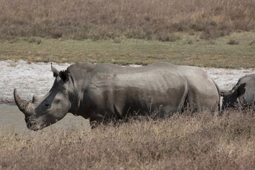 rhino in the wild © Jordy Blokland