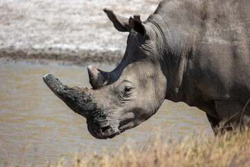 rhino in the wild © Jordy Blokland