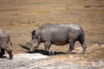 rhino in the wild © Jordy Blokland
