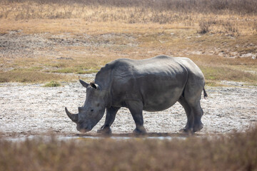 rhino in the wild © Jordy Blokland