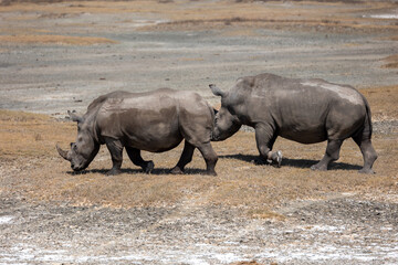 rhino in the wild © Jordy Blokland