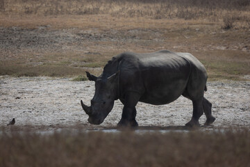 rhino in the wild © Jordy Blokland