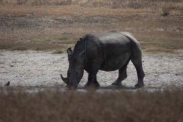 rhino in the wild © Jordy Blokland