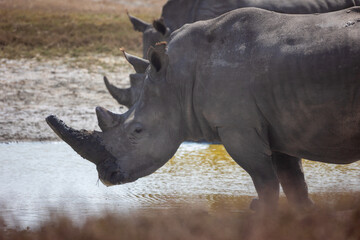 rhino in the wild © Jordy Blokland