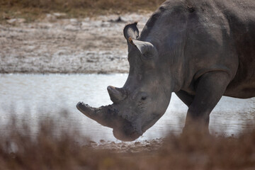 rhino in the wild © Jordy Blokland