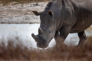 rhino in the wild © Jordy Blokland