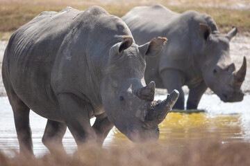 rhino in the wild © Jordy Blokland