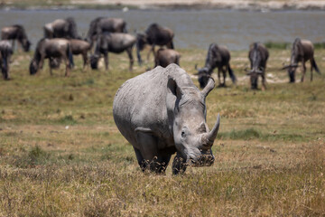 rhino in the wild © Jordy Blokland
