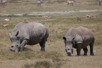 rhino in the wild © Jordy Blokland