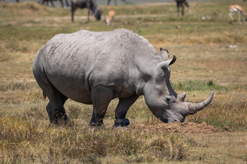 rhino in the wild © Jordy Blokland