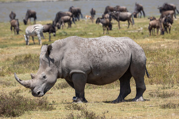 rhino in the wild © Jordy Blokland