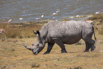 rhino in the wild © Jordy Blokland
