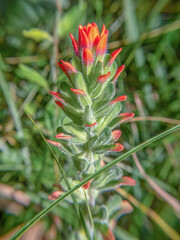 Fototapeta premium An Indian paintbrush flower illuminated by the morning sun
